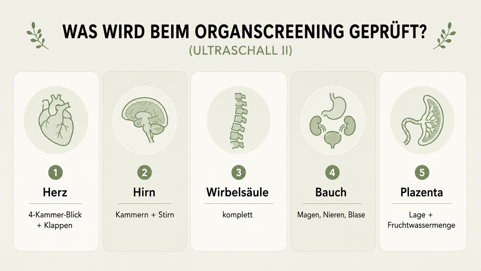 Organscreening Woche 20: Ablauf, DEGUM, Befunde Infografik