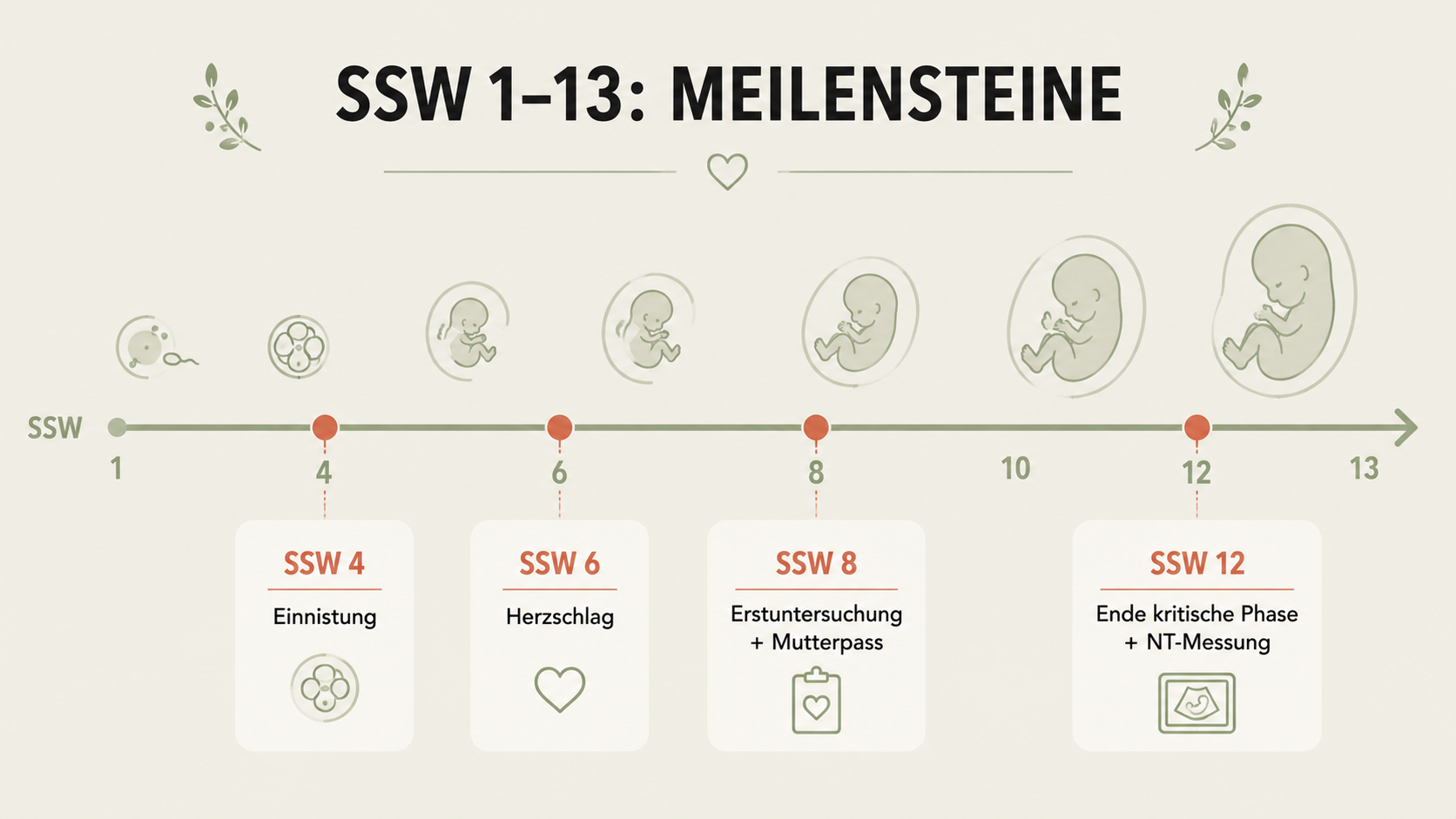 Erstes Trimester (SSW 1-13): was wirklich passiert Infografik